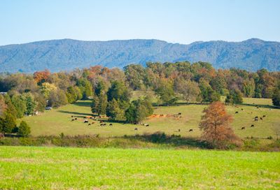 1321 Williamson Chapel Rd Maryville TN 37801