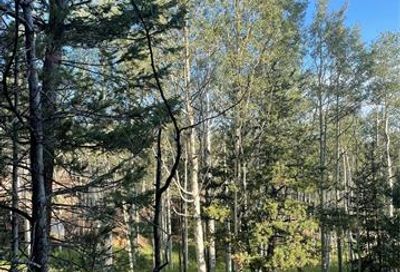 48 Kalispel Lane Woodland Park CO 80863