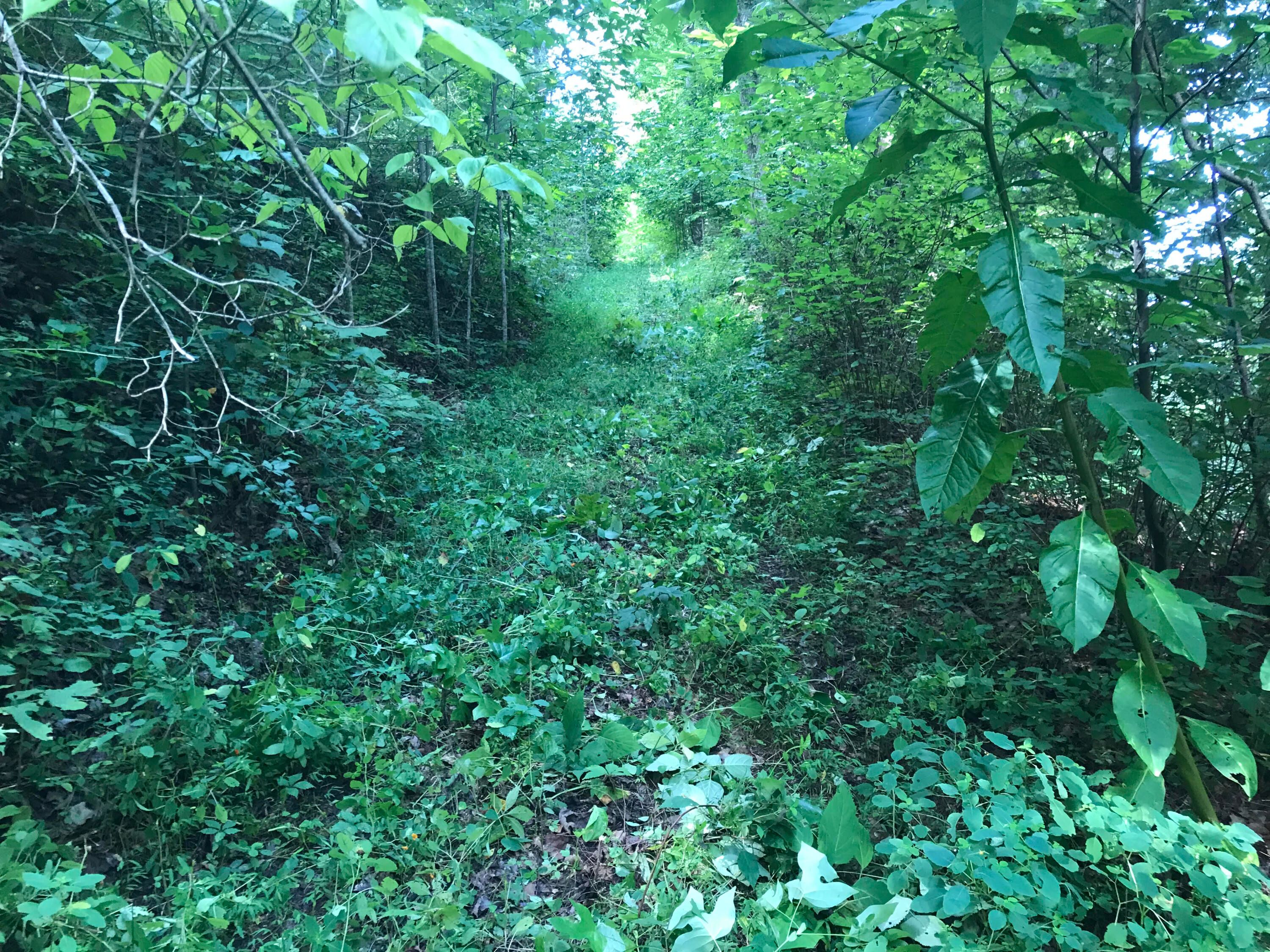 39.9 Ac. Boiling Springs Rd.
