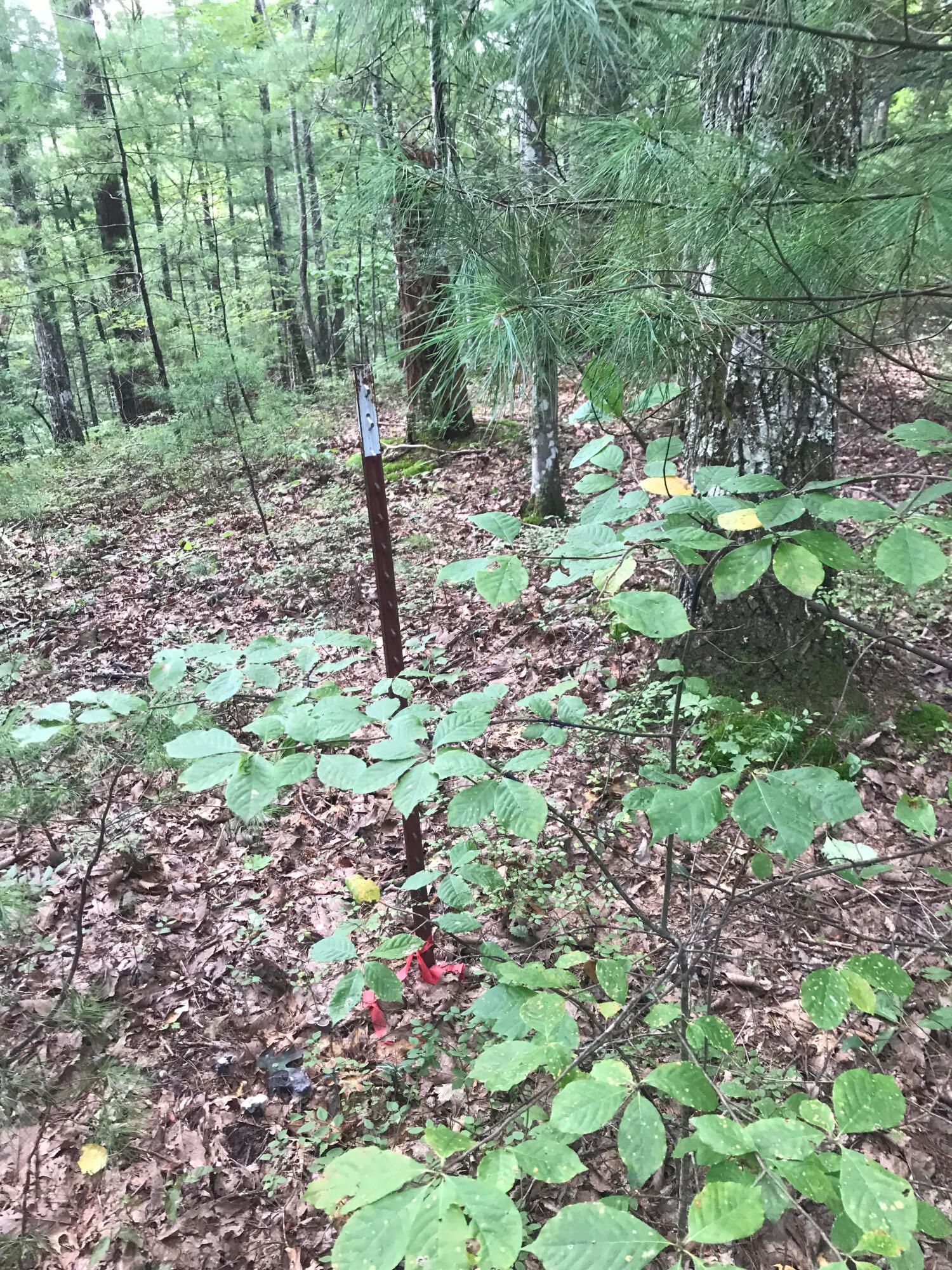 39.9 Ac. Boiling Springs Rd.