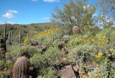 41001 N Morgan City Wash Road Peoria AZ 85382
