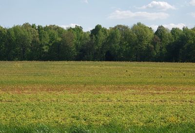 Cowan Rd Springfield TN 37172