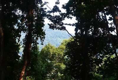 0000 Porters Ridge Road Canton NC 28716