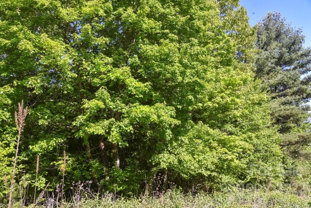 Tbd Barebridge Drive