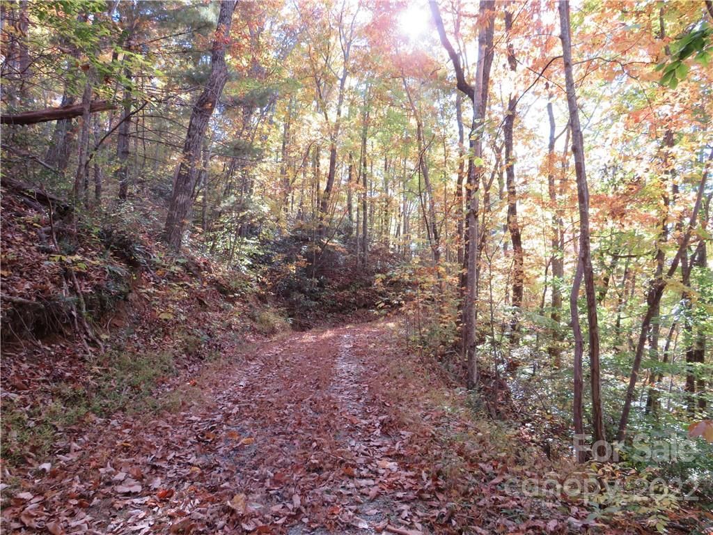 Mountain Forest Drive
