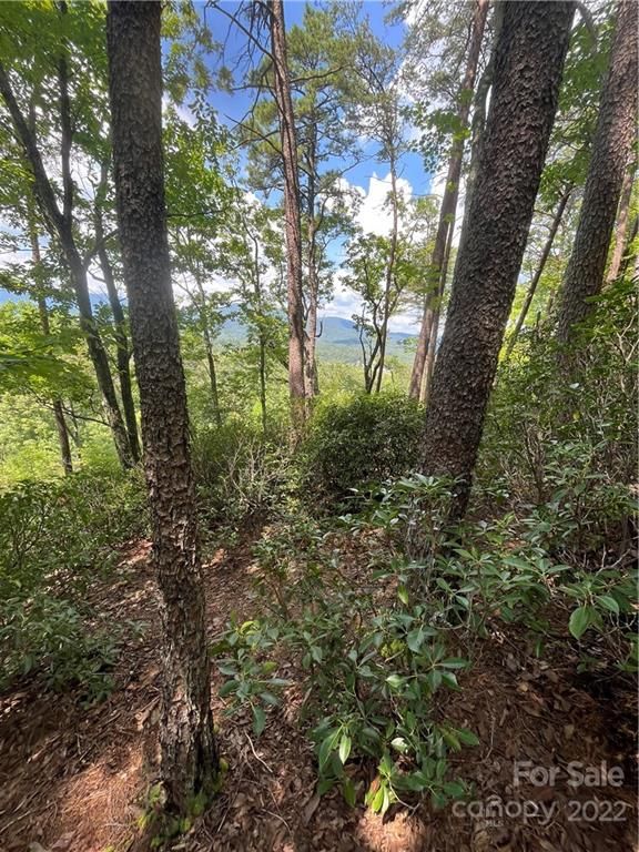 High Pines Loop
