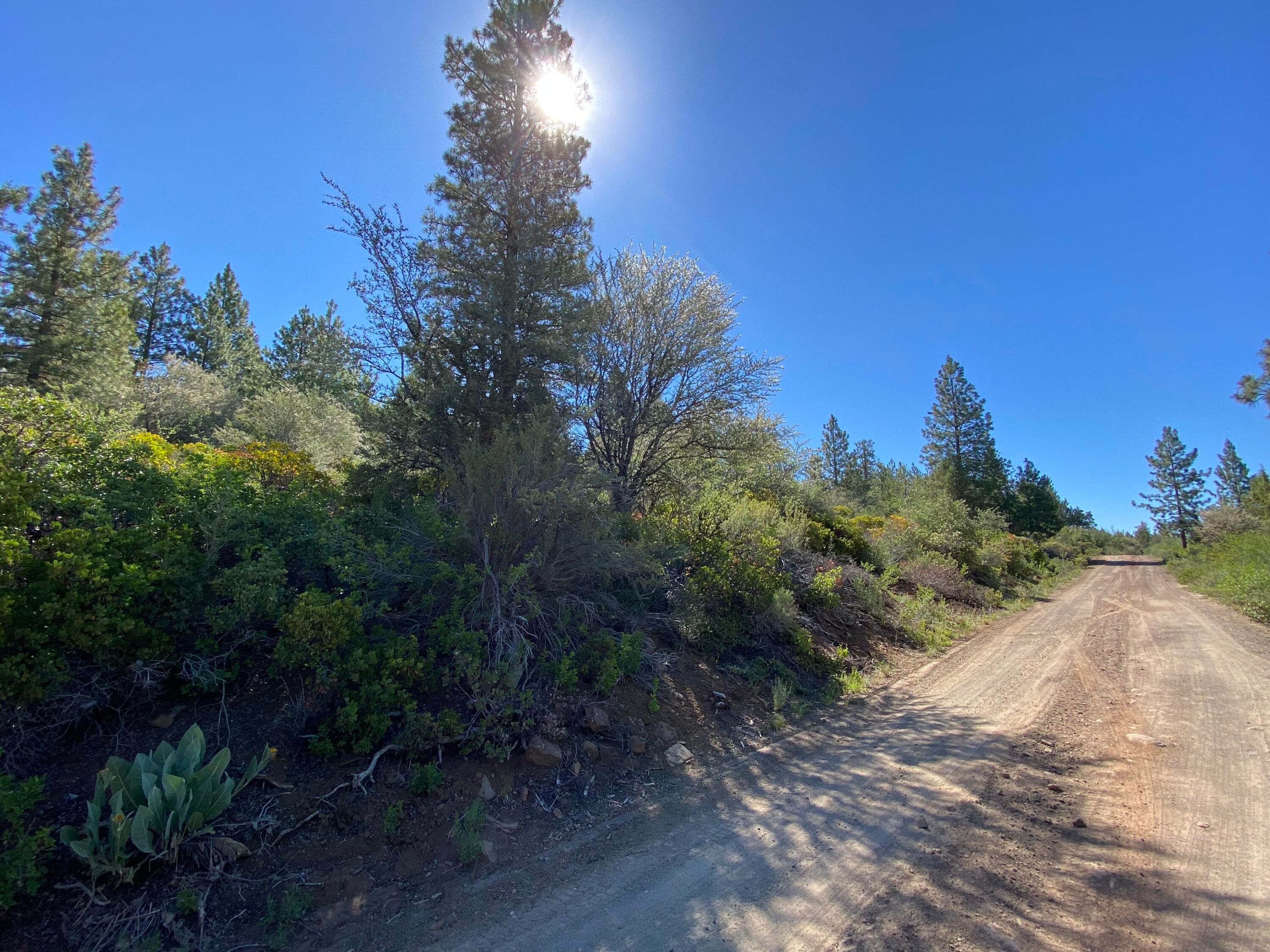 Hummingbird Drive