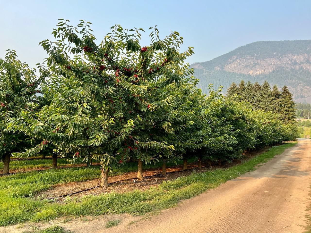 Lot 79 CANYON LISTER ROAD