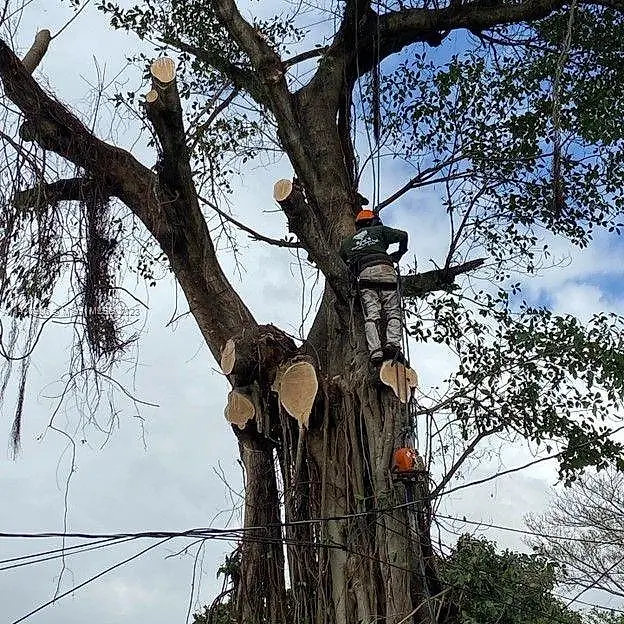Tree Services En Miami