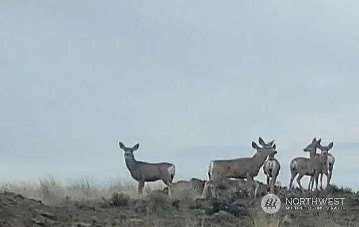 Lot 75, Eagle Springs Ranch